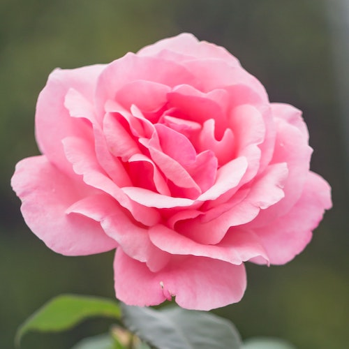 Pink Rose by Jonas Kakaroto of Pexels